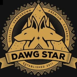 Dawg Star premium hand grown cannabis sold at Budeez Recreational Marijuana Dispensary