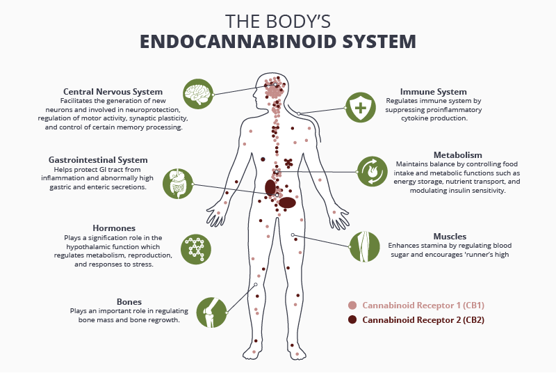 The endocannabinoid system and how it works, benefits of THC and CBD 