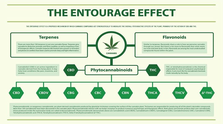 entourage effect from weed THC, CBD, and other cannabinoids, terpenes has benefits 