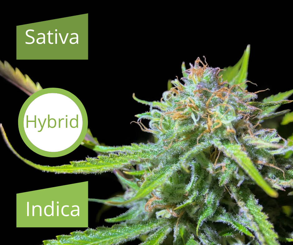 Describe difference of Sativa, Indica, hybrid, cannabinoids, terpenes, and the entourage effect.